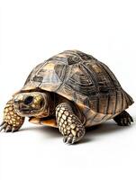 Tortoise isolated on white background photo
