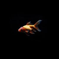 Goldfish isolated on black background photo