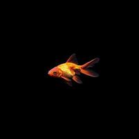 Goldfish isolated on black background photo