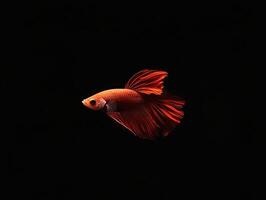 Betta Fish isolated on black background photo