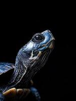 Turtle isolated on black background photo