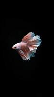 Betta Fish isolated on black background photo