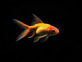 Goldfish isolated on black background photo