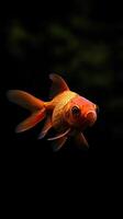 Goldfish isolated on black background photo