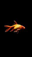 Goldfish isolated on black background photo
