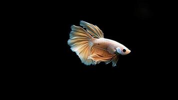 Betta Fish isolated on black background photo