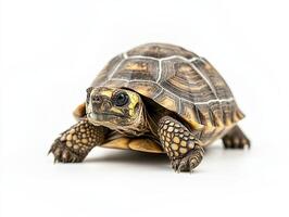 Tortoise isolated on white background photo