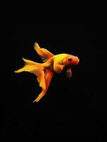 Goldfish isolated on black background photo