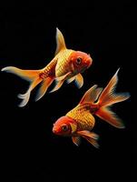 Goldfish isolated on black background photo