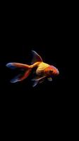 Goldfish isolated on black background photo