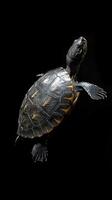 Turtle isolated on black background photo