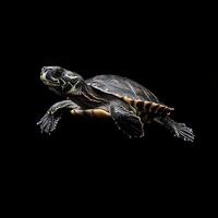 Turtle isolated on black background photo