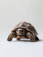 Tortoise isolated on white background photo