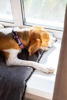 Beagle with colorful collar is lying on cushioned surface basking in the sunlight through window. photo