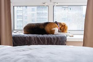 Beagle with colorful collar is lying on cushioned surface basking in the sunlight through window. photo