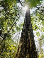 Lookup view of tall trees in tropical forest shooting from bottom view with sunbeam and bright sky over above , focus foreground front tree. broken stem skin old natural created. photo