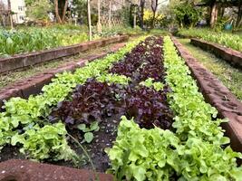Closeup fresh organic Salad vegetable in a rows ready to harvest. Salad plants in greenhouse with automatic irrigation watering system. photo