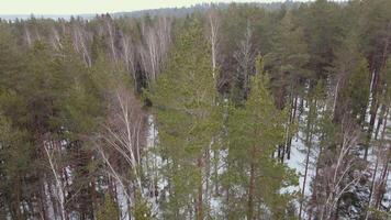 shooting from a drone. Aerial view. Trees in winter forest bend from the wind video