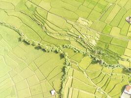 Aerial View Vast rice field patch with abstract pattern. Agricultural Industry. Panoramic Landscape. Graphic Resources. Above. Drone Photography. Aerial Landscape Photography Concept photo