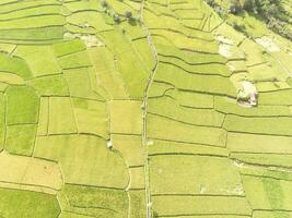 Aerial View Vast rice field patch with abstract pattern. Agricultural Industry. Panoramic Landscape. Graphic Resources. Above. Drone Photography. Aerial Landscape Photography Concept photo