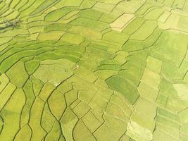 Aerial View Vast rice field patch with abstract pattern. Agricultural Industry. Panoramic Landscape. Graphic Resources. Above. Drone Photography. Aerial Landscape Photography Concept photo