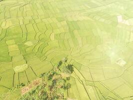 Aerial View Vast rice field patch with abstract pattern. Agricultural Industry. Panoramic Landscape. Graphic Resources. Above. Drone Photography. Aerial Landscape Photography Concept photo