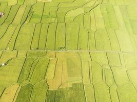 Aerial View Vast rice field patch with abstract pattern. Agricultural Industry. Panoramic Landscape. Graphic Resources. Above. Drone Photography. Aerial Landscape Photography Concept photo