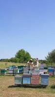 Little apiary of wooden beehives in the meadow near forest. Two beekeepers checking up honey frames. Sunny day backdrop. Vertical video