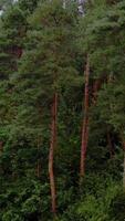 Green forest. Pine trees in woodland. Trees pattern. Wonderful green forest of tall conifers in summer. Vertical video