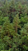 Green scenery. Forest in summer. Pine trees background. Flying over the tops of the trees in woodland. Motion camera forward. Aerial view. Vertical video