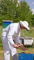 Apiarist pulls the frame covered with bees out of hive. Man in special suit takes care of his bee farm. Nature backdrop in blur. Vertical video