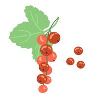Red currant with leaf illustration isolated on white. vector
