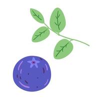 Blueberry with leaf doodle illustration isolated on white. vector