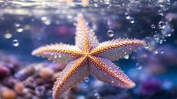Close up of starfish sinking into water, underwater bubbles. photo