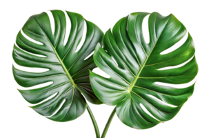 Large monstera leaves, cut out png