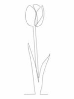 Tulip one line drawing .Abstract flower continuous line. vector