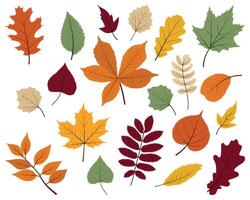 Set of colored autumn leaves on a white background vector