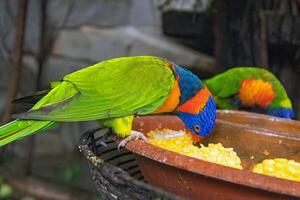 Local lorikeet birds with arc-shaped beaks squawk at visitors in the park, displaying beautiful colors. Locally known as puling, they add vibrant life and cause playful messes in the area. photo