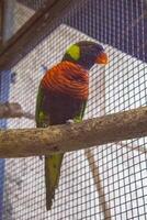 Local lorikeet birds with arc-shaped beaks squawk at visitors in the park, displaying beautiful colors. Locally known as puling, they add vibrant life and cause playful messes in the area. photo