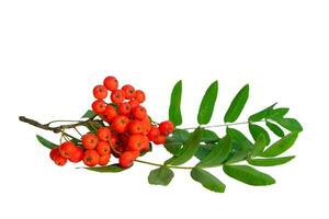 Autumn branch of red rowan berry with green rowan leaves isolated on white background photo