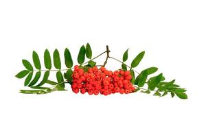 Autumn branch of red rowan berry with green rowan leaves isolated on white background photo