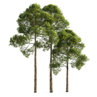 tall trees transparent background png