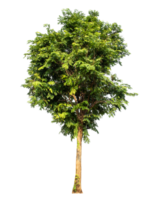 Green tree isolated on transparent background with clipping path and alpha channel png