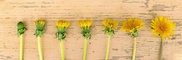 flowers of yellow dandelions lie in a row on a pink wooden background top view photo