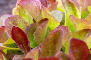 Close-up of red-green fresh lettuce leaves salad photo