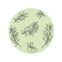Olive branches set in a green circle, botanical composition. Hand drawn graphic illustration, line art. Can be used for cards, posters, logos and product labels design. vector
