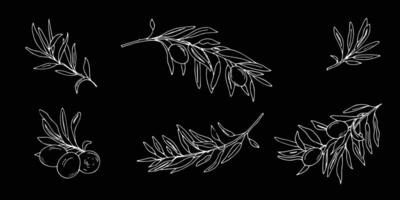 Olive branches set. White outline isolated on black background. Hand drawn graphic. Can be used for menu, logos and products, food label design vector