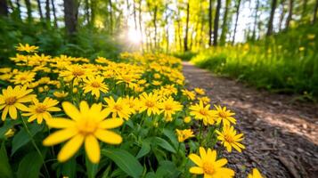 Wide angle shot of a forest path lined with wild autumn flowers like asters and goldenrods with sunlight filtering through the trees casting a warm golden glow photo