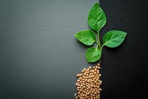 Young Green Plant Growing from Soybeans on a Black and Gray Background Symbolizing Growth and Sustainability photo