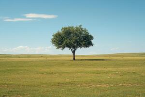 Solitary Tree in a Vast Open Field Under a Clear Blue Sky on a Sunny Day photo